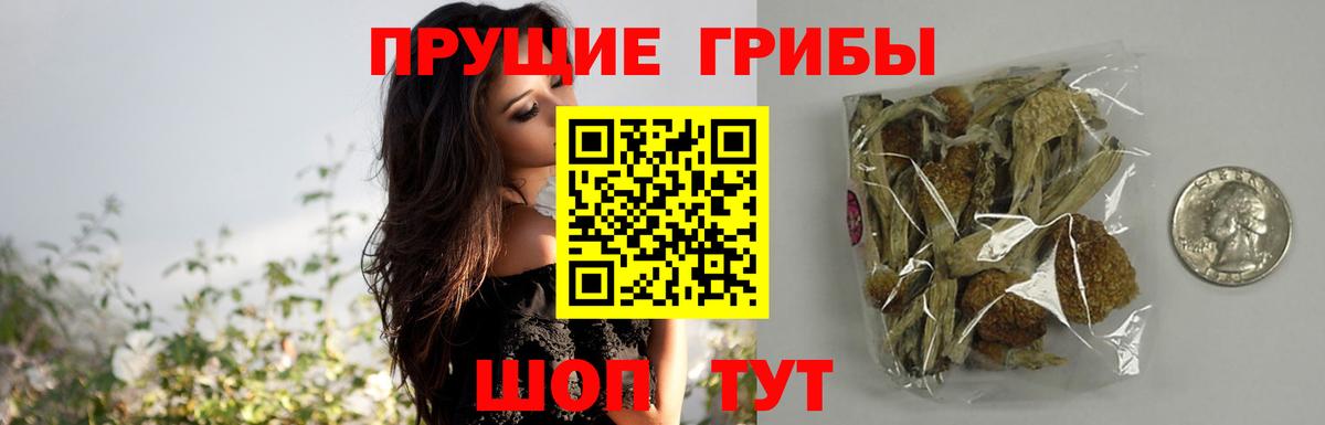 Псилоцибиновые грибы Psilocybine cubensis Похвистнево